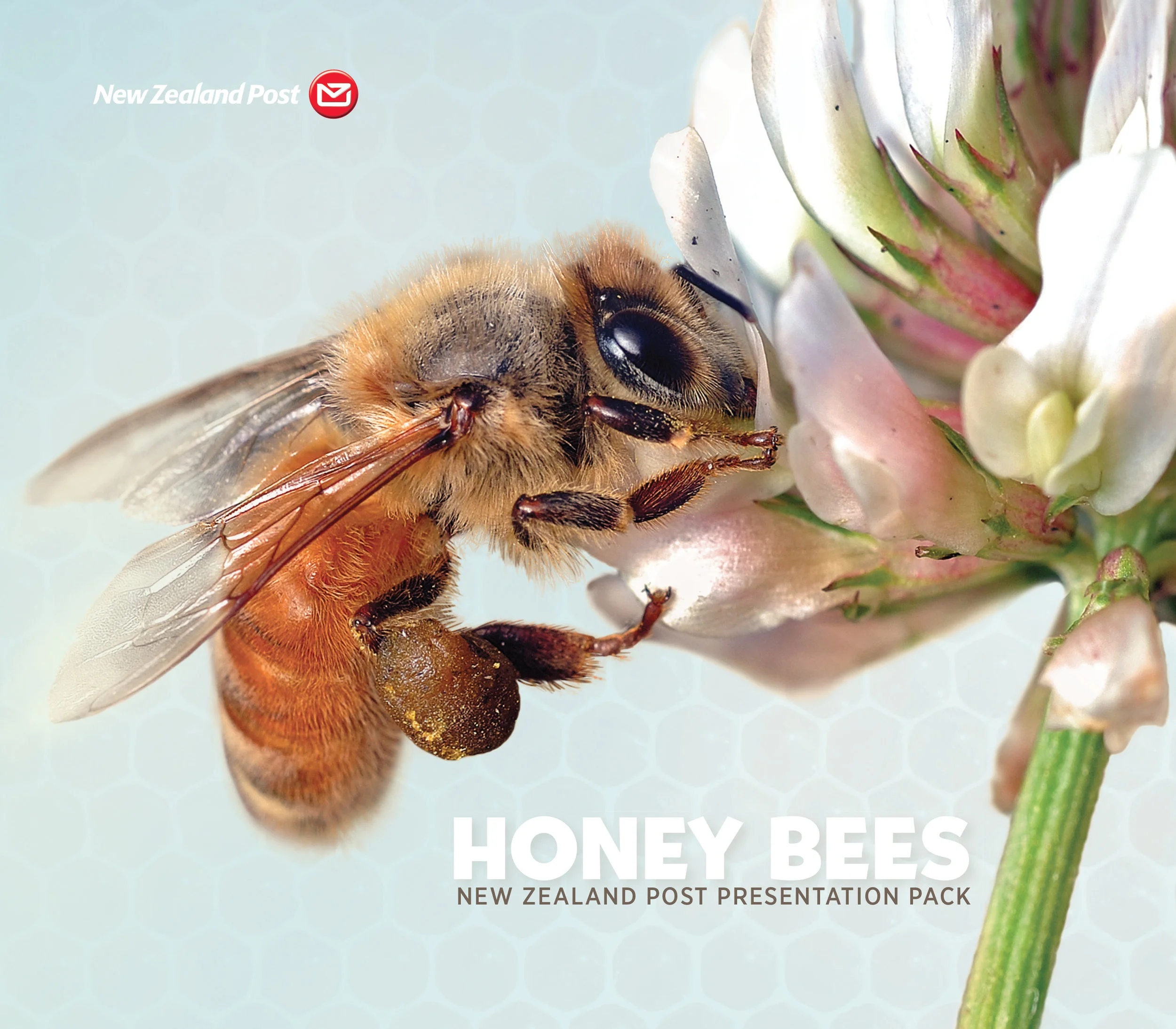 HONEY BEE PRESENTATION PACK PRINT-3.jpg
