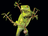 Our stories in stamps