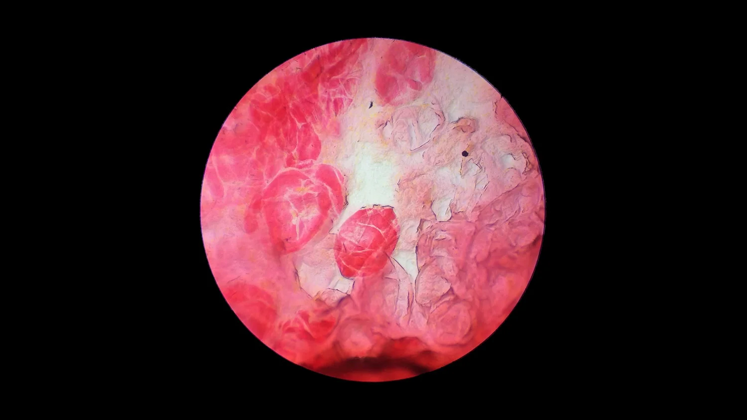 micro_pluot2.jpg