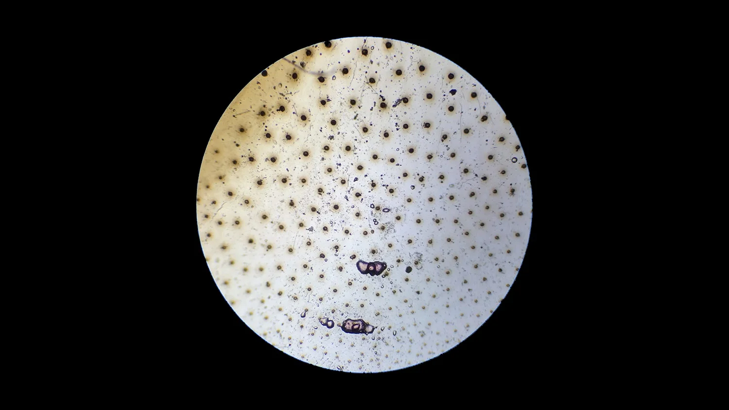 micro_wingdots.jpg
