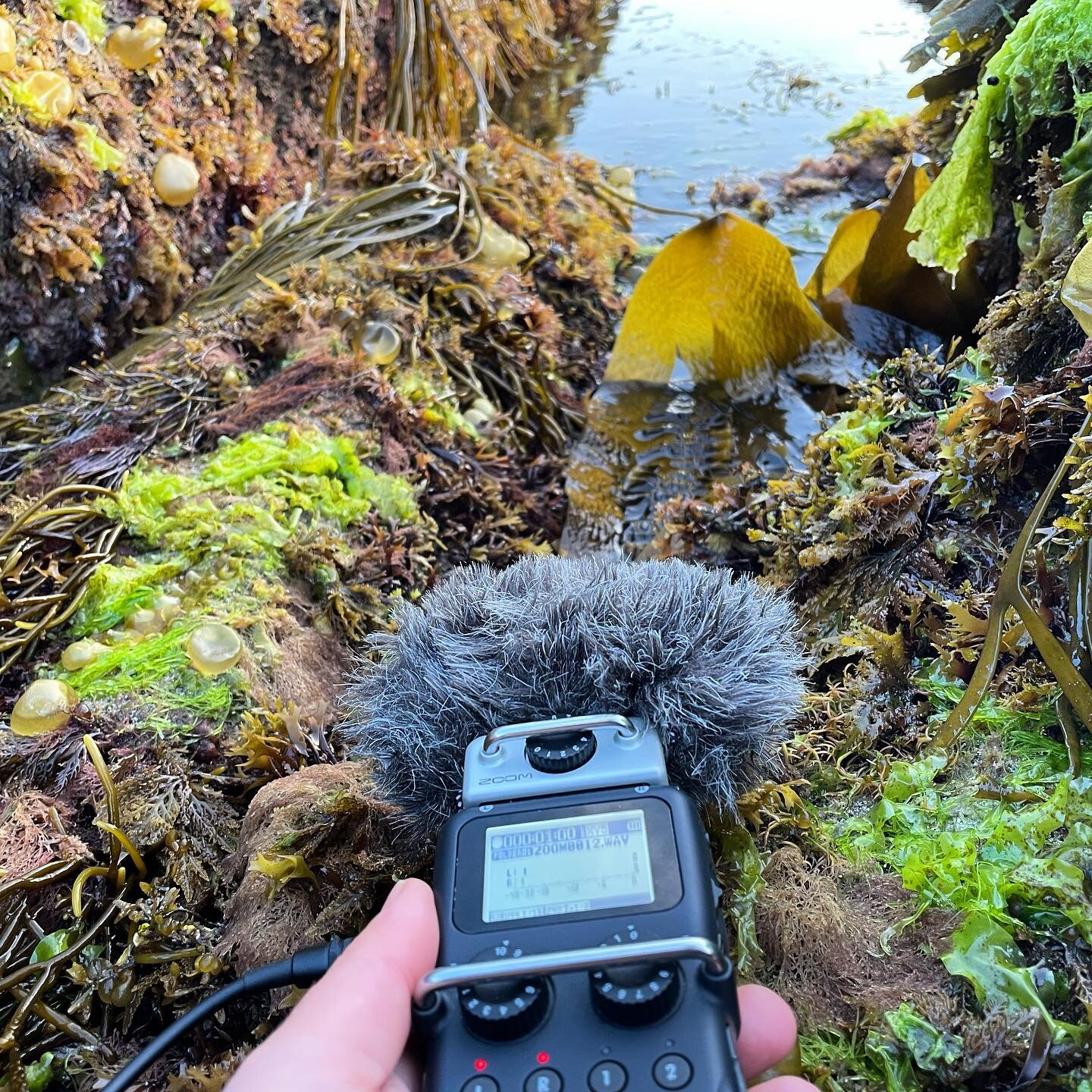 Recording the fizzes, clurps and burbles of the tide pulsing, while it recedes&hellip; 🪸🎙🎛 For my new Irish friends&mdash; I&rsquo;ll be using these sounds in a site-specific audiovisual performance at @workingartiststudios in Ballydehob, West Cor