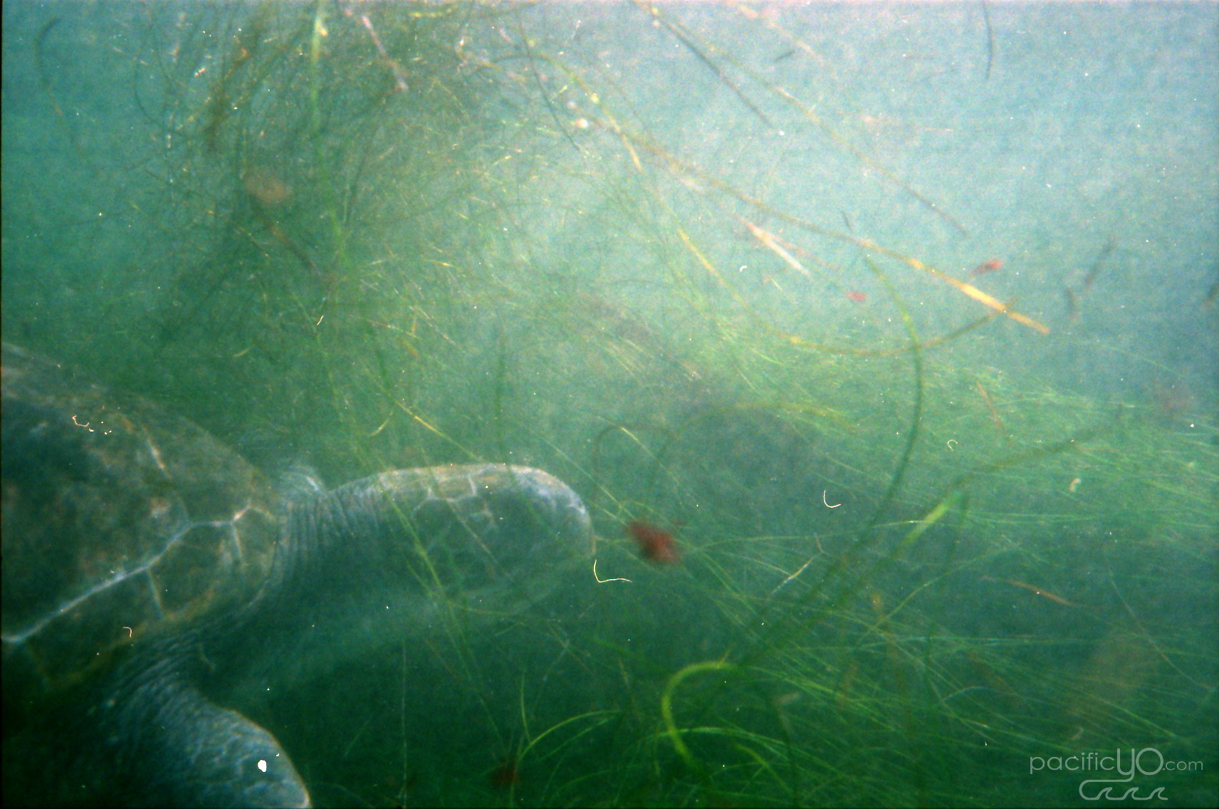 Nikonos-Portra_0014a.jpg