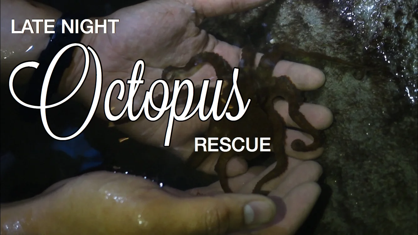 Late Night Octopus Rescue