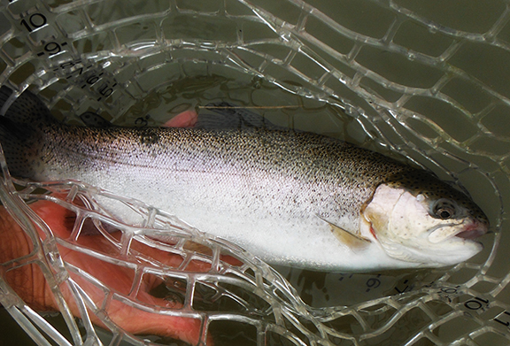 trout_net_01_72dpi.jpg