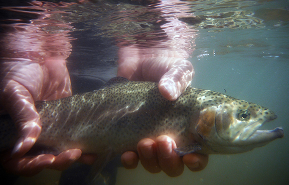 trout_subsurface_01_72dpi.jpg