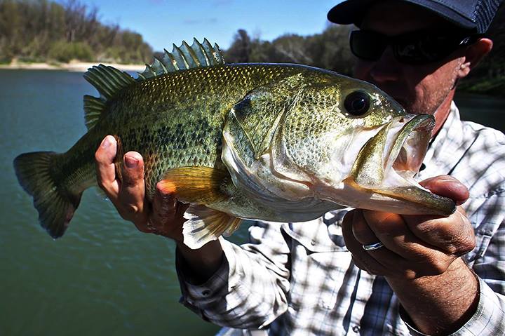 Colorado River HOG!