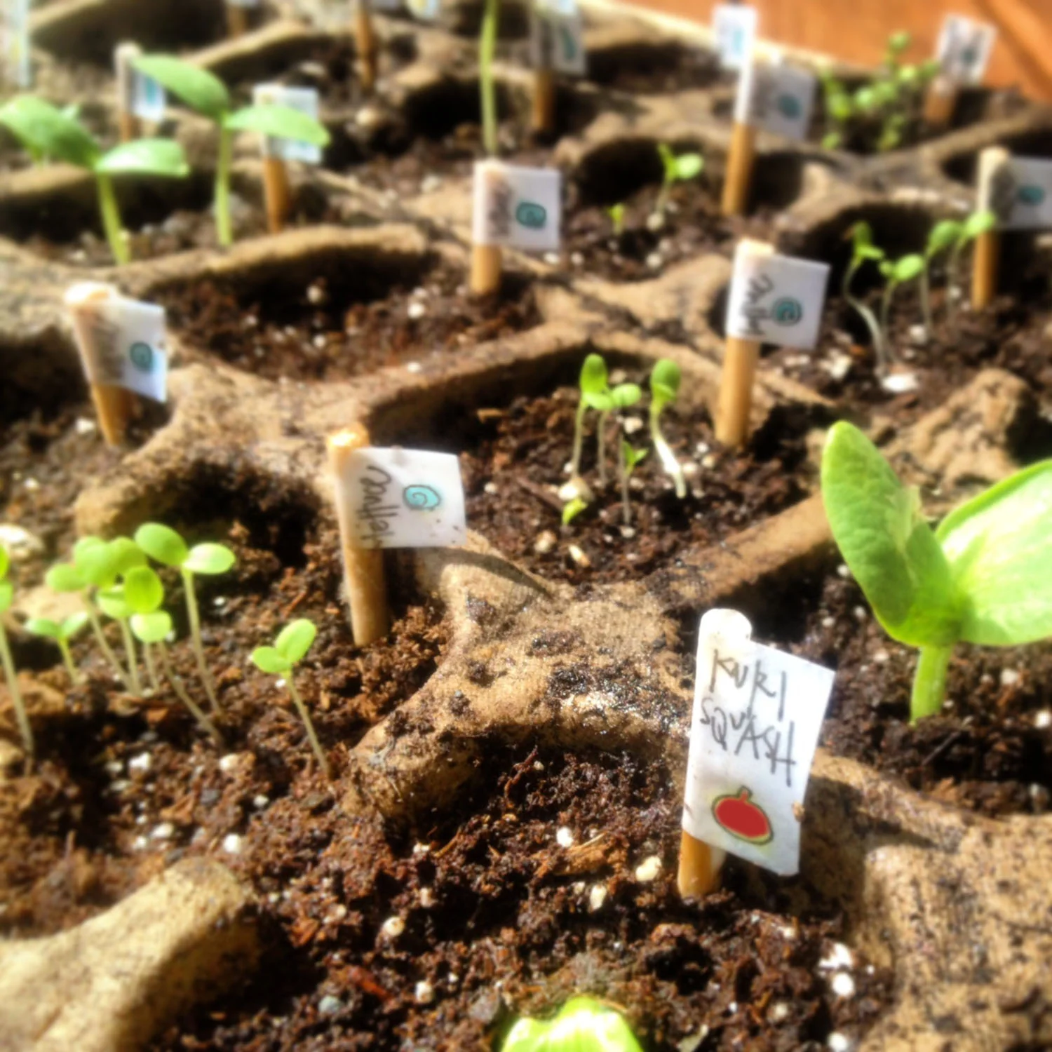 the beginning of our seedlings / march 2013 