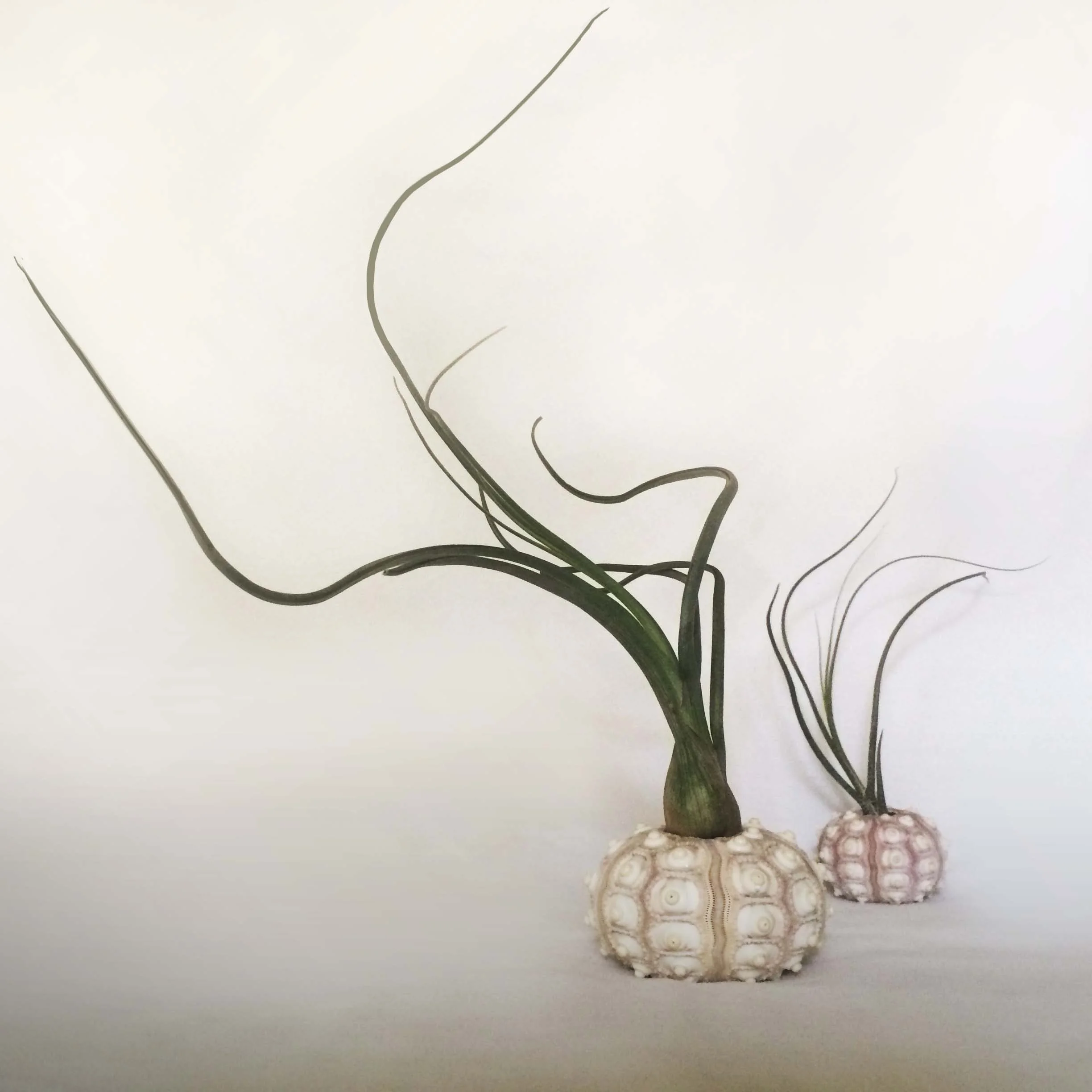 It has taken me awhile to post this, but back in october i devised a way to bring the ocean vibe to atlanta in the shape of air plant jellyfish in small sea urchin shells . air plants are known as ' tillandsia ' and don't require any soil to grow. They get all of the water and nutrients they need through tiny vessels located throughout their specialized leaves, called trichomes, which capture nutrients and moisture from the air. Air plants use their roots only to anchor themselves to rocks, trees, shrubs and the ground. Moderate light and a good soak every couple of weeks are t heir only requirements... the perfect plant <3