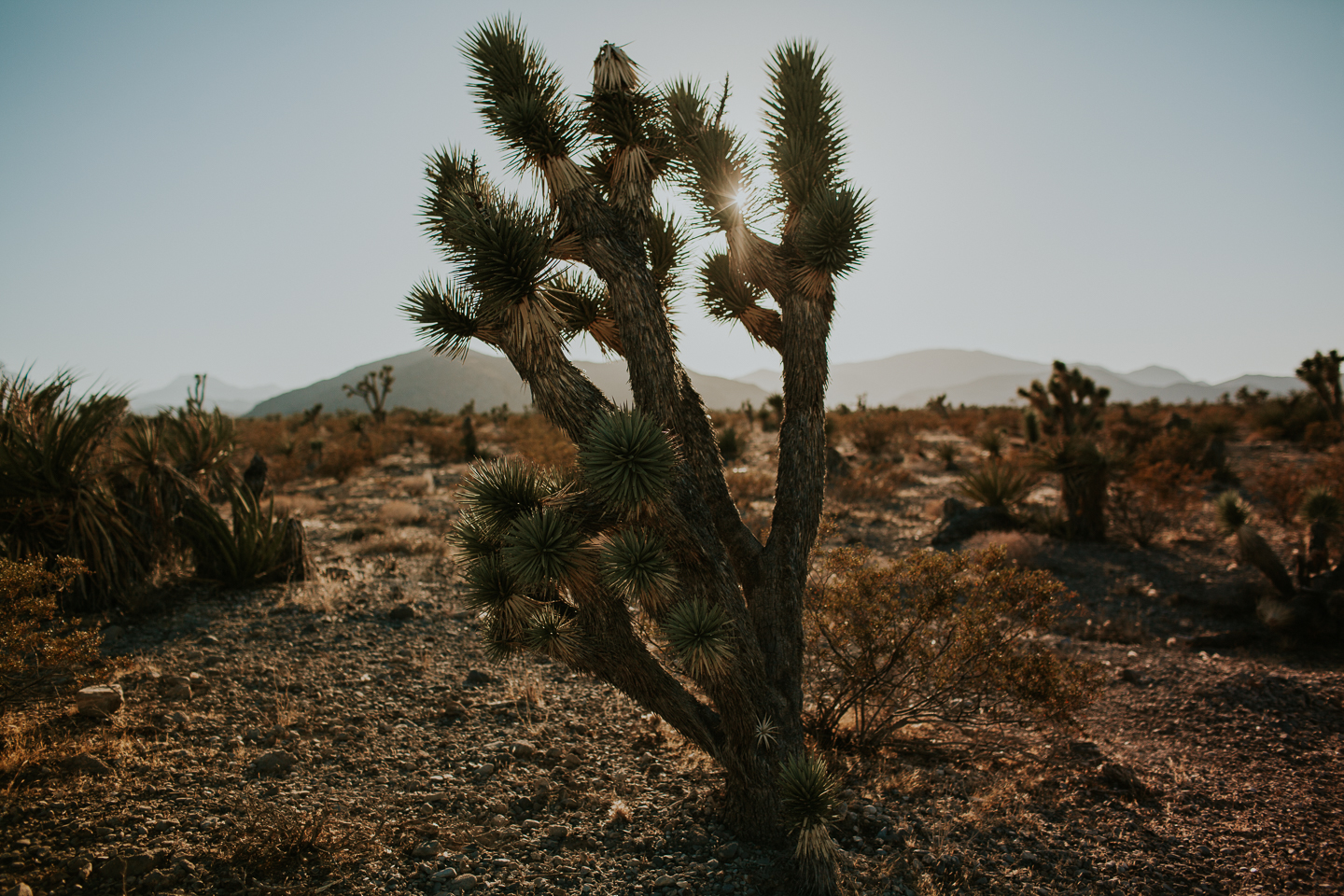 Las Vegas elopement-1034.jpg