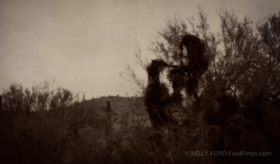 Two in the Bush taken along highway 87 in Arizona. Copyright Kelly Ford