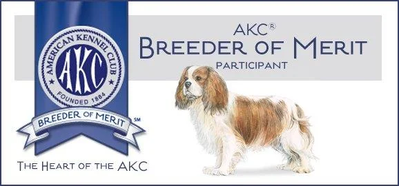 kennel club cavalier rescue