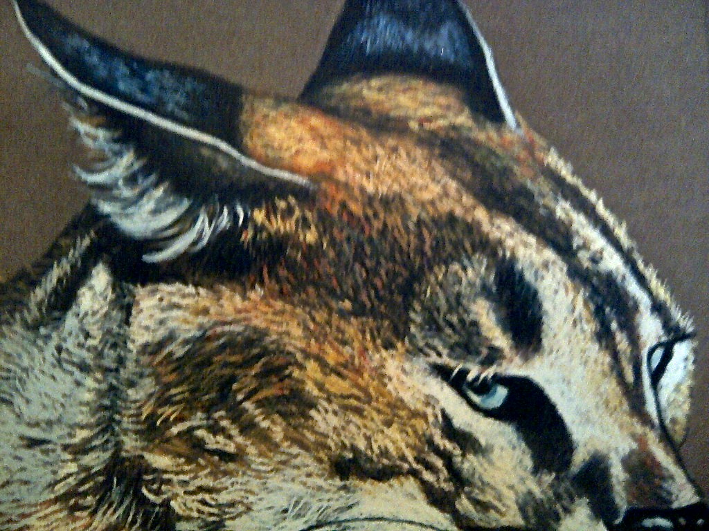 Lynx detail