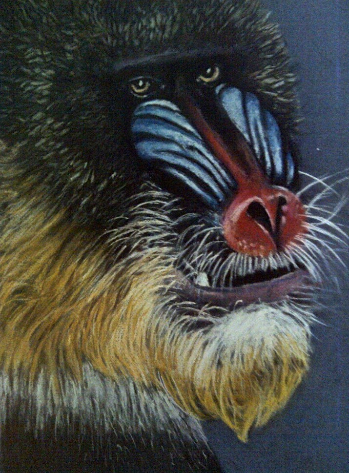 Baboon (Pastel) 33.1 x 23.4 in