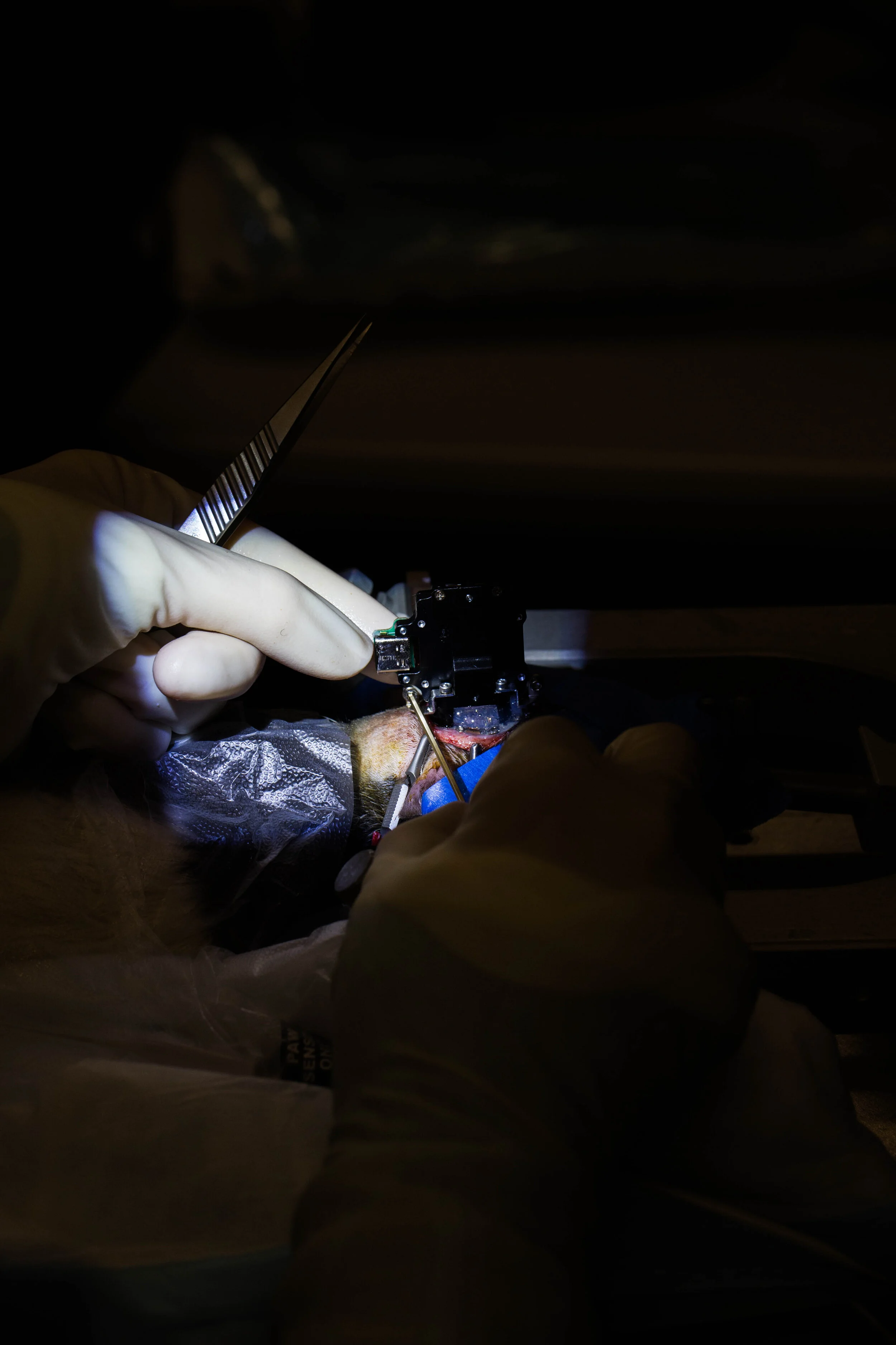 neuralink_additions-22.jpg