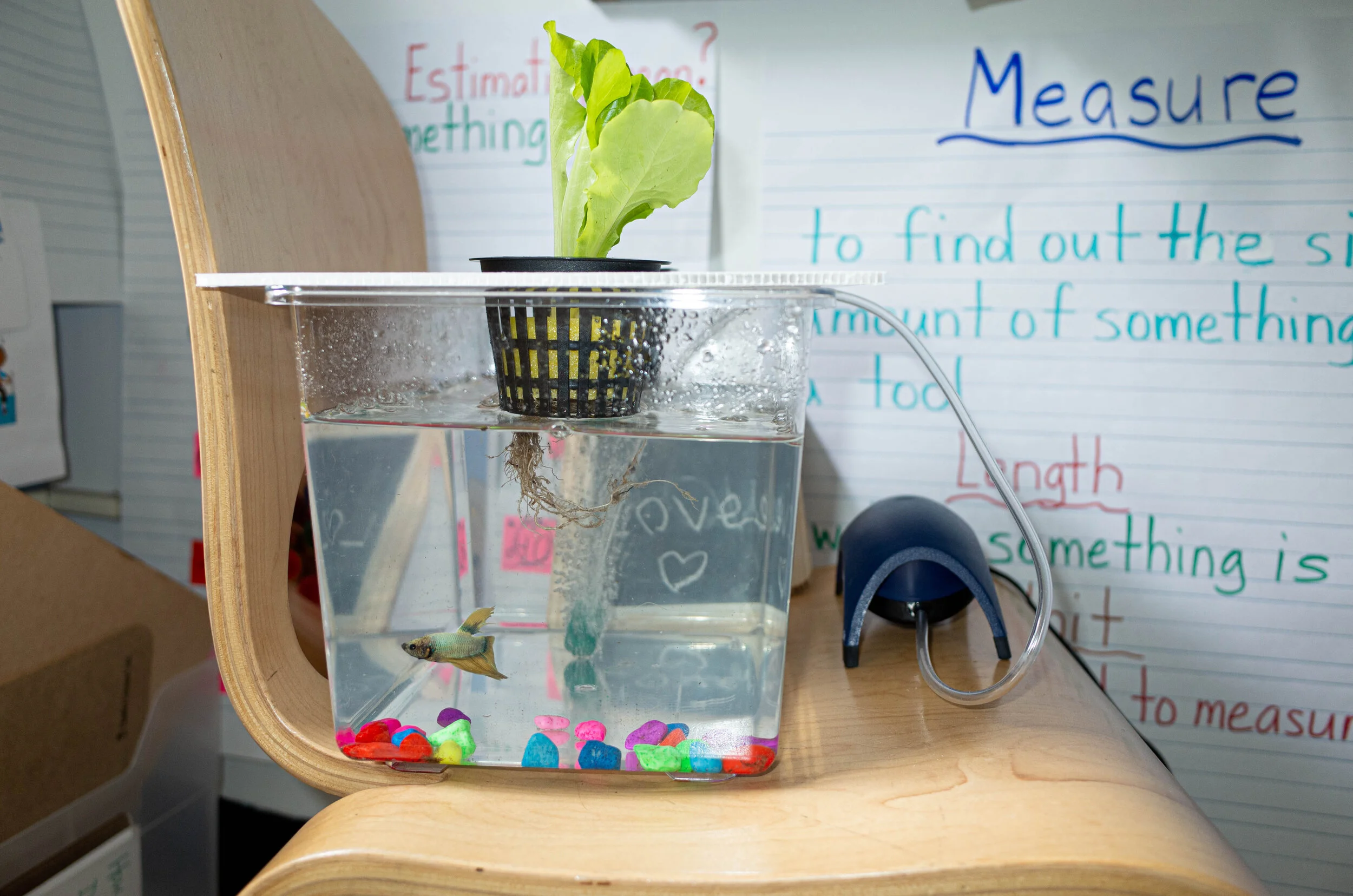 fish_school-1.jpg