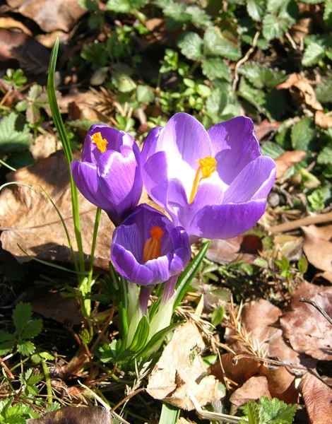 crocus.jpg