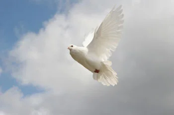 dove.jpg