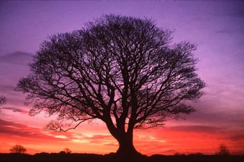tree.jpg