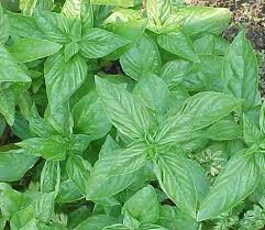 basil.jpg