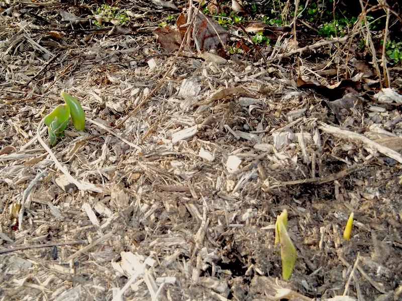 Tulips!!