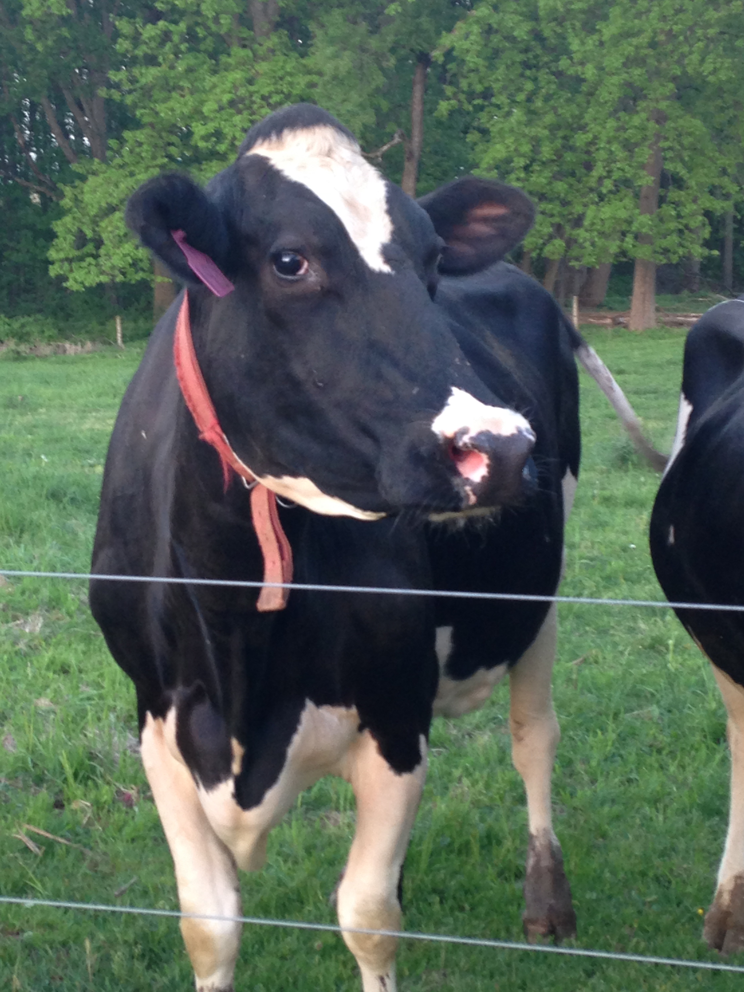 no actual cows were tipped during the writing of this post. this is one of my neighbors, by the way...