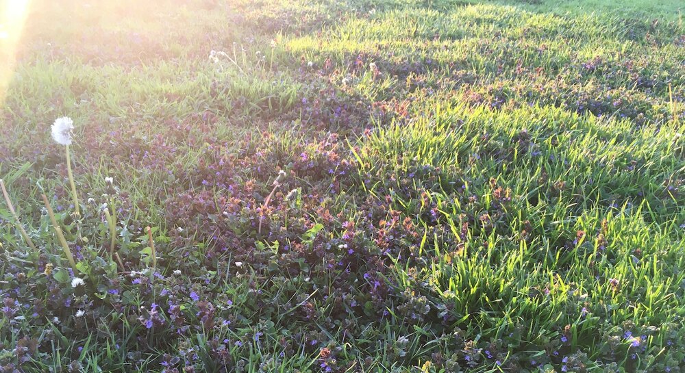 golden hour ground ivy - 2020 @ gina loree bryan