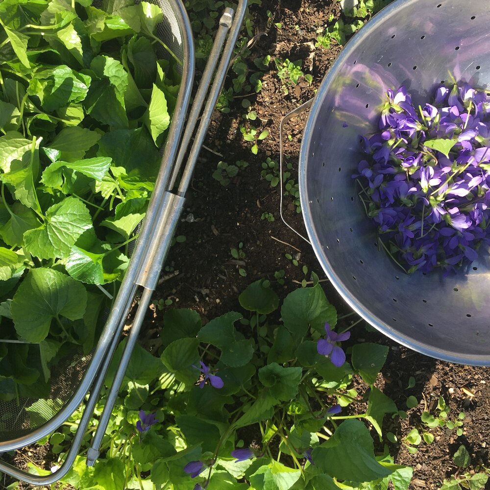 violet harvest early may - 2020@ gina loree bryan