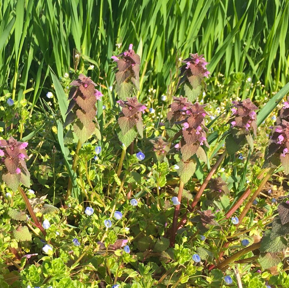 dead nettle - 2020 @ gina loree bryan