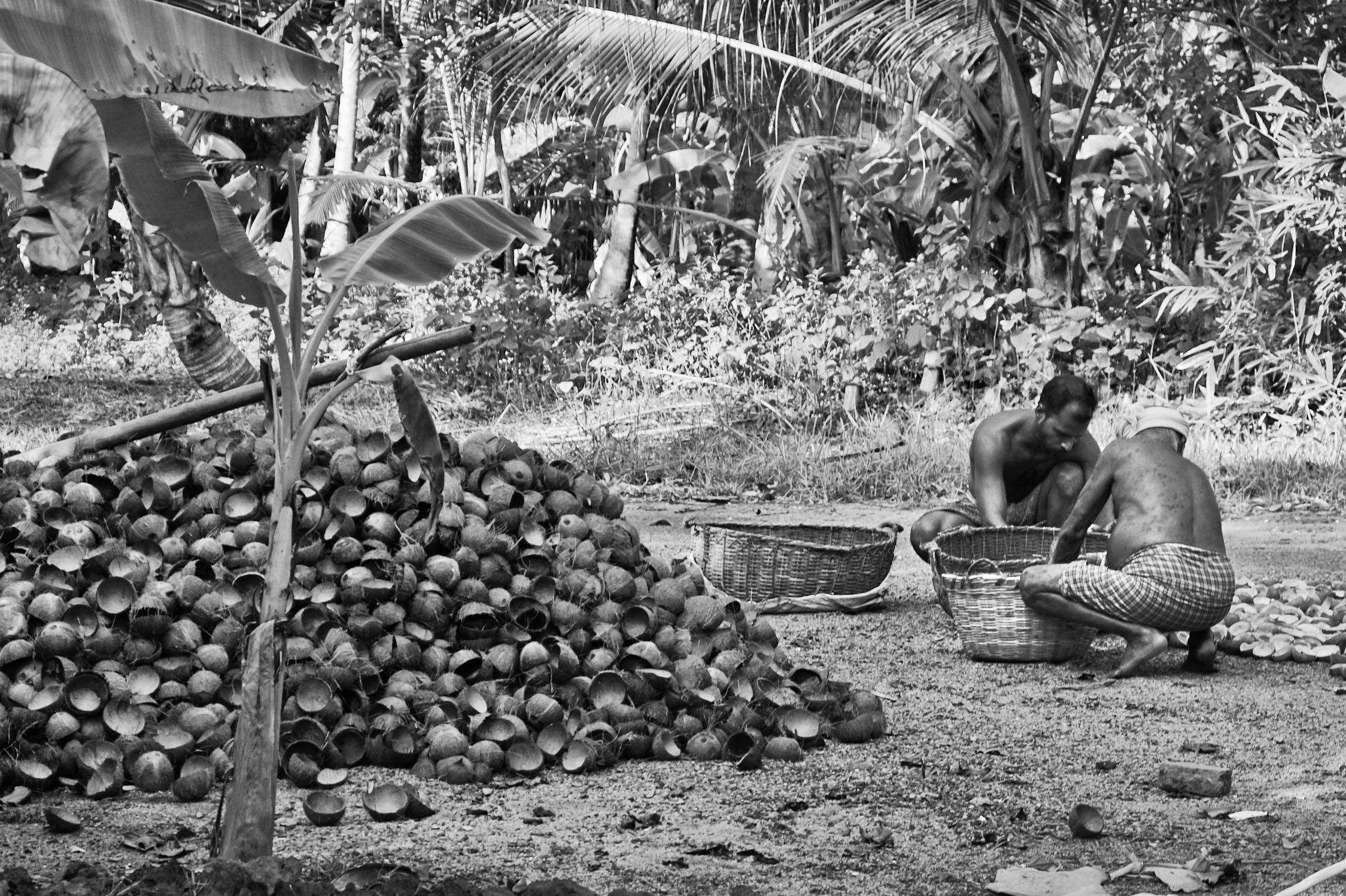 Coconut Huskers, Munroe Island.