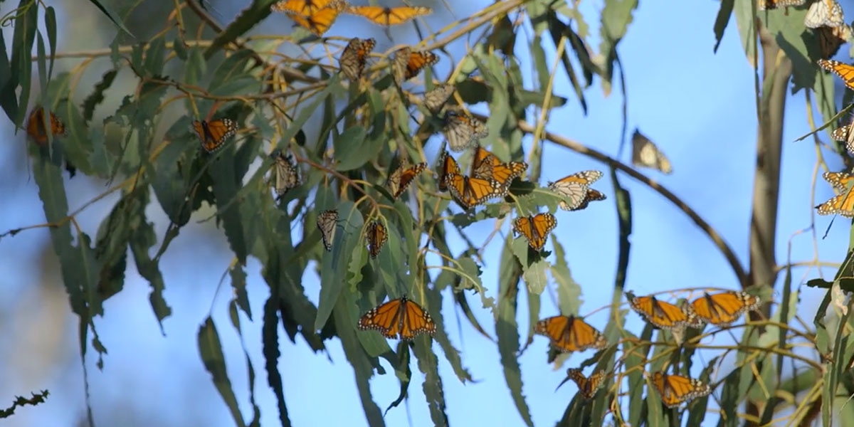 Monarch Butterflies are only able to fly when temperatures rise above 55 degrees as seen here where they are warming themselves in the sun at Pismo State Beach Monarch Butterfly Grove.