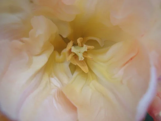look-inside