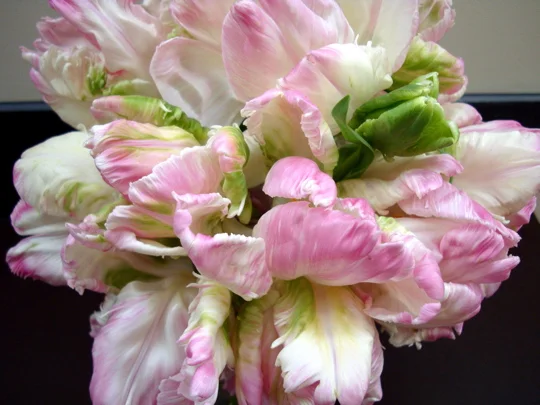 pink-parrot-tulips