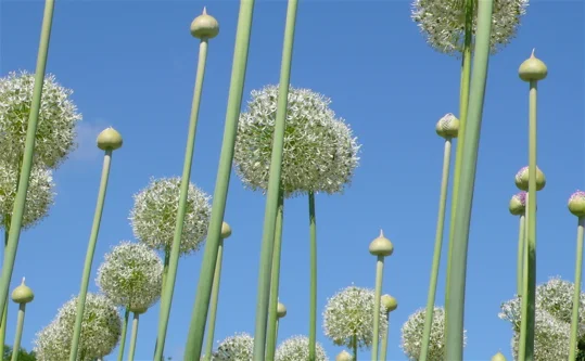 allium1