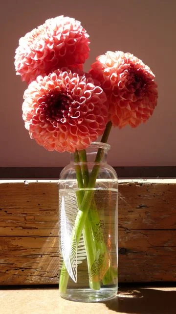 dahlia3