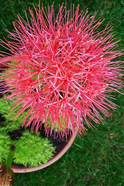 blood lily