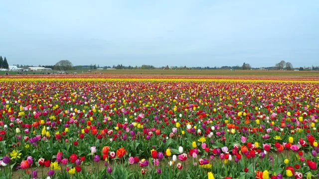 tulip4