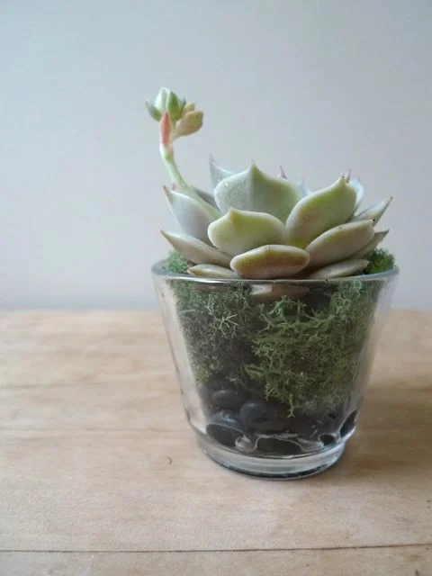 plant2