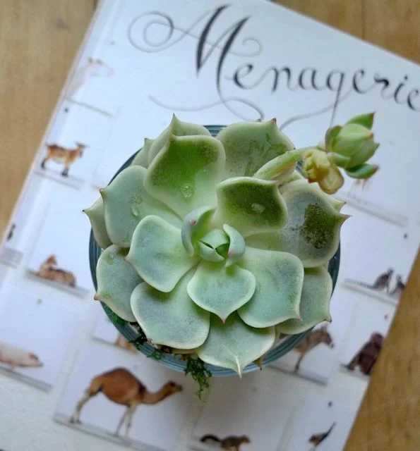 plant3