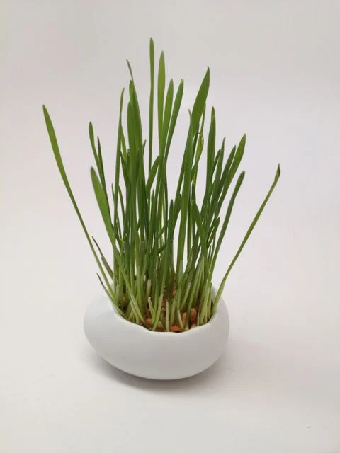 grass-6