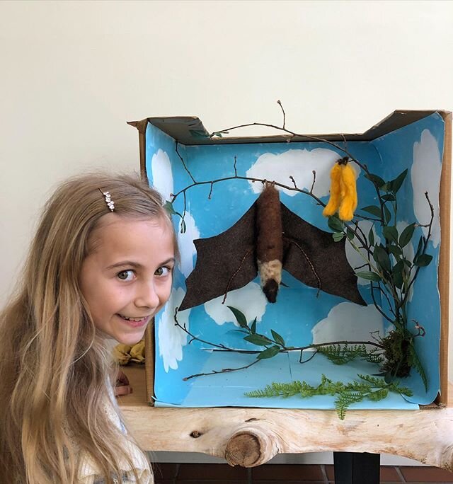 Fantastic (felted) flying fox bat. 🦇
Animal project presented on a screen but made in a cardboard box accompanied by a report written in cursive! Working out that #distancelearning #waldorfkids