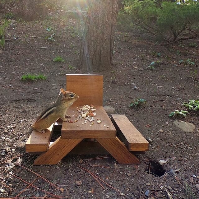 Time for a snack. 🐿✨