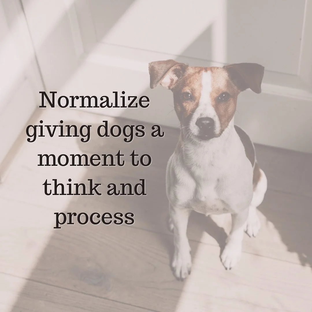 Gives Dogs a Moment!