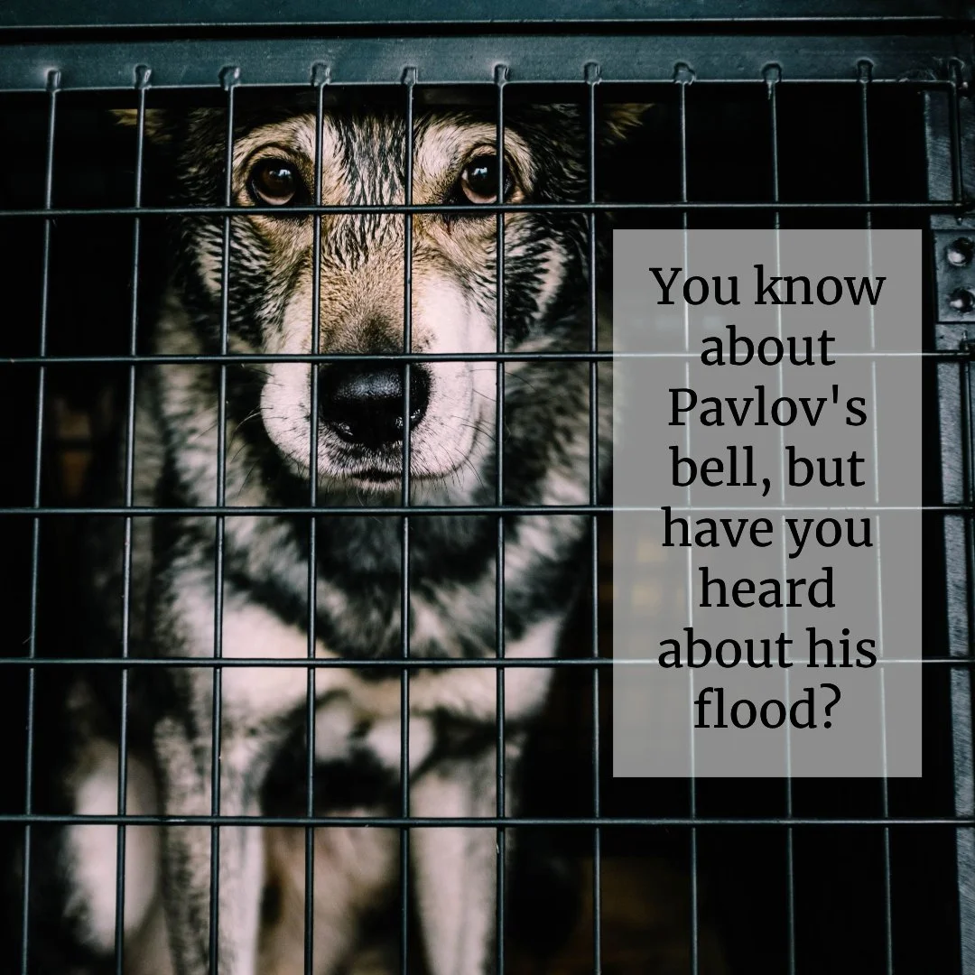 Pavlov's Flood
