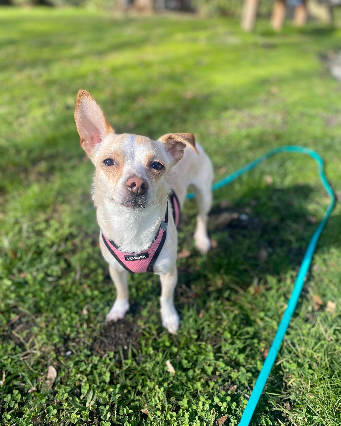 ADOPT GIGI 💛✨☀️ // ***ADOPTED!***

Gigi is still searching for her forever valentine!

This darling girl has been hangin&rsquo; with me for about two weeks now, and she&rsquo;s an absolute dreamboat.

She&rsquo;s about 4-years-old (the vet guessed) 