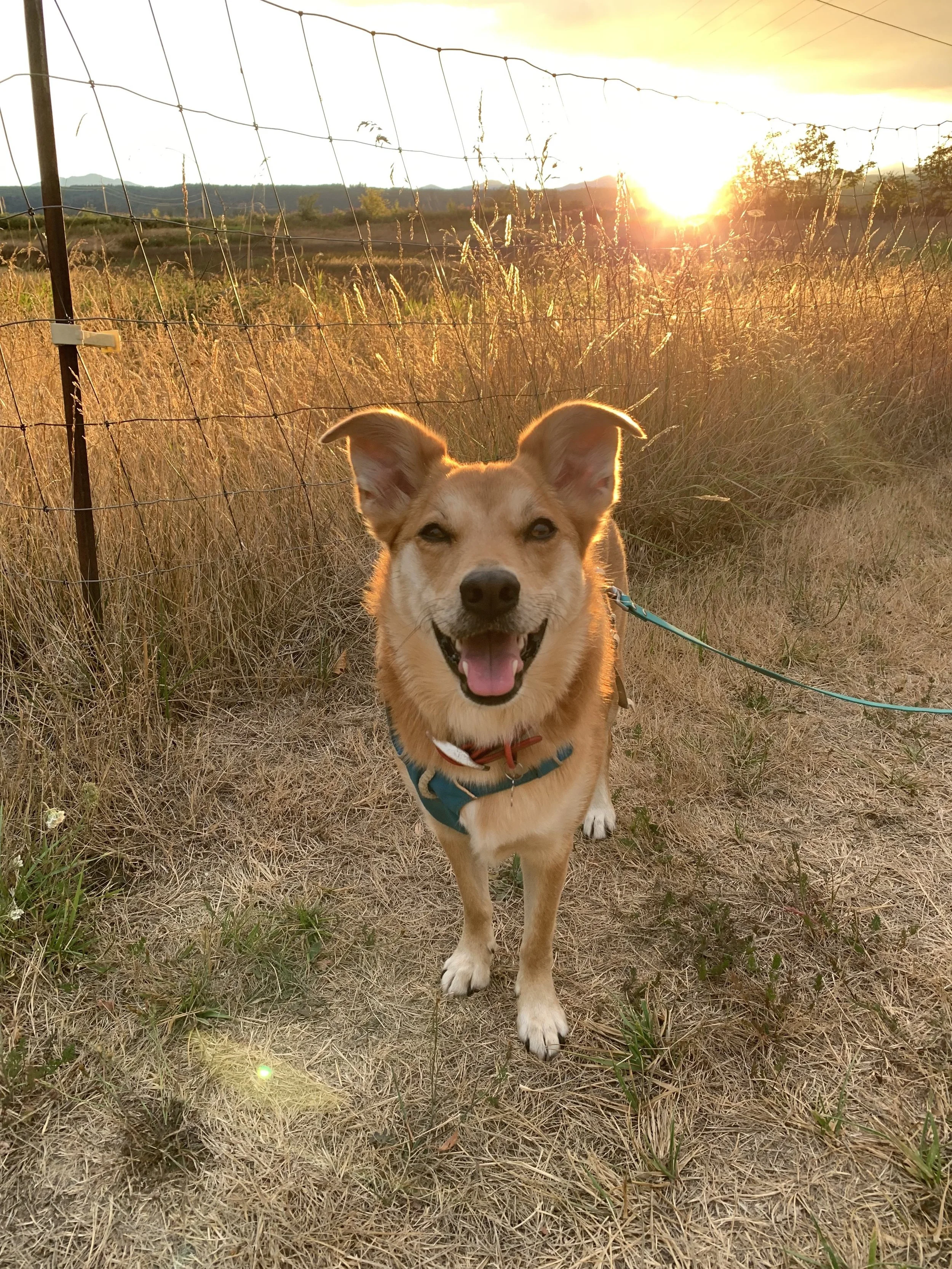 Roo Golden Hr Further Away.jpg