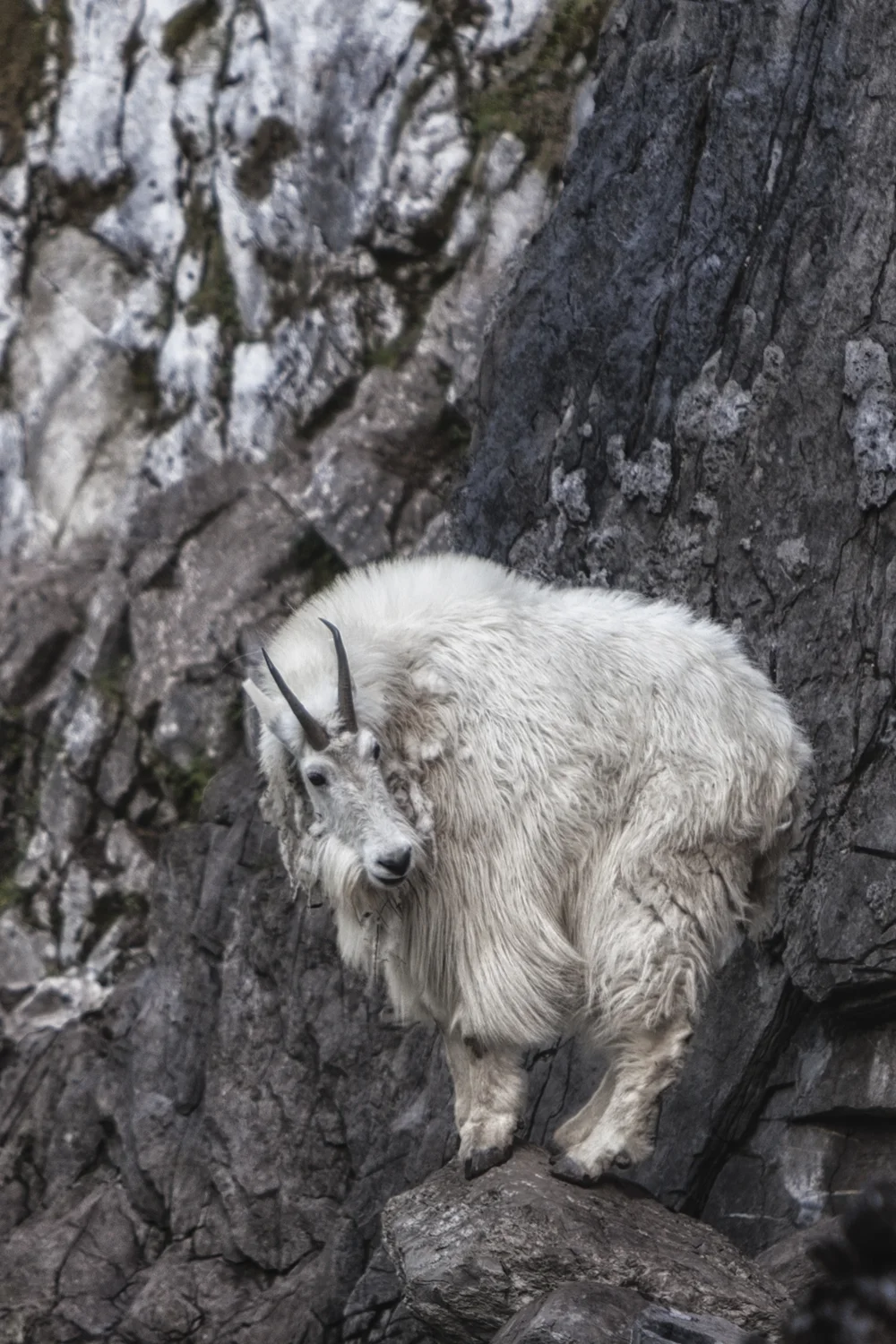 Precarious Perch