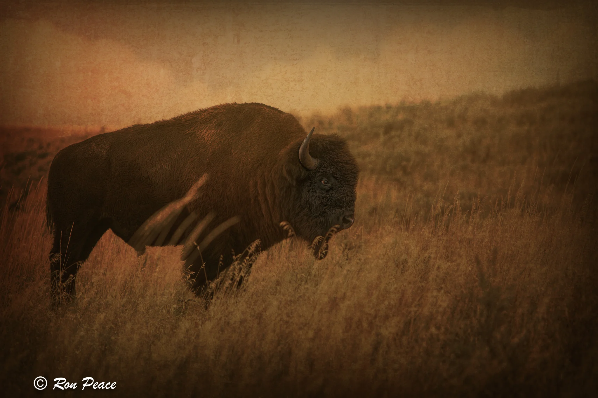 Buffalo.jpg