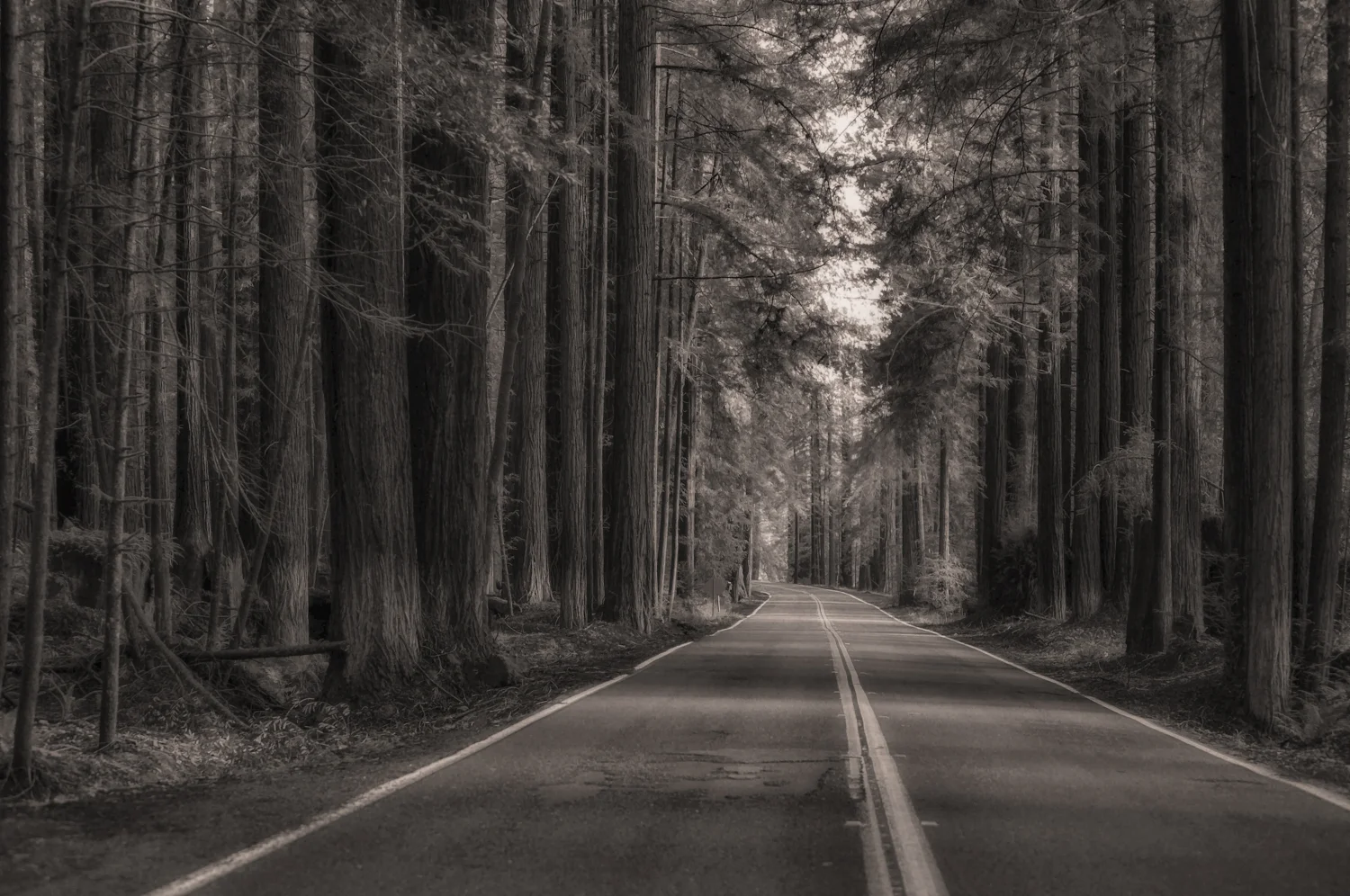 Light plays through the trees