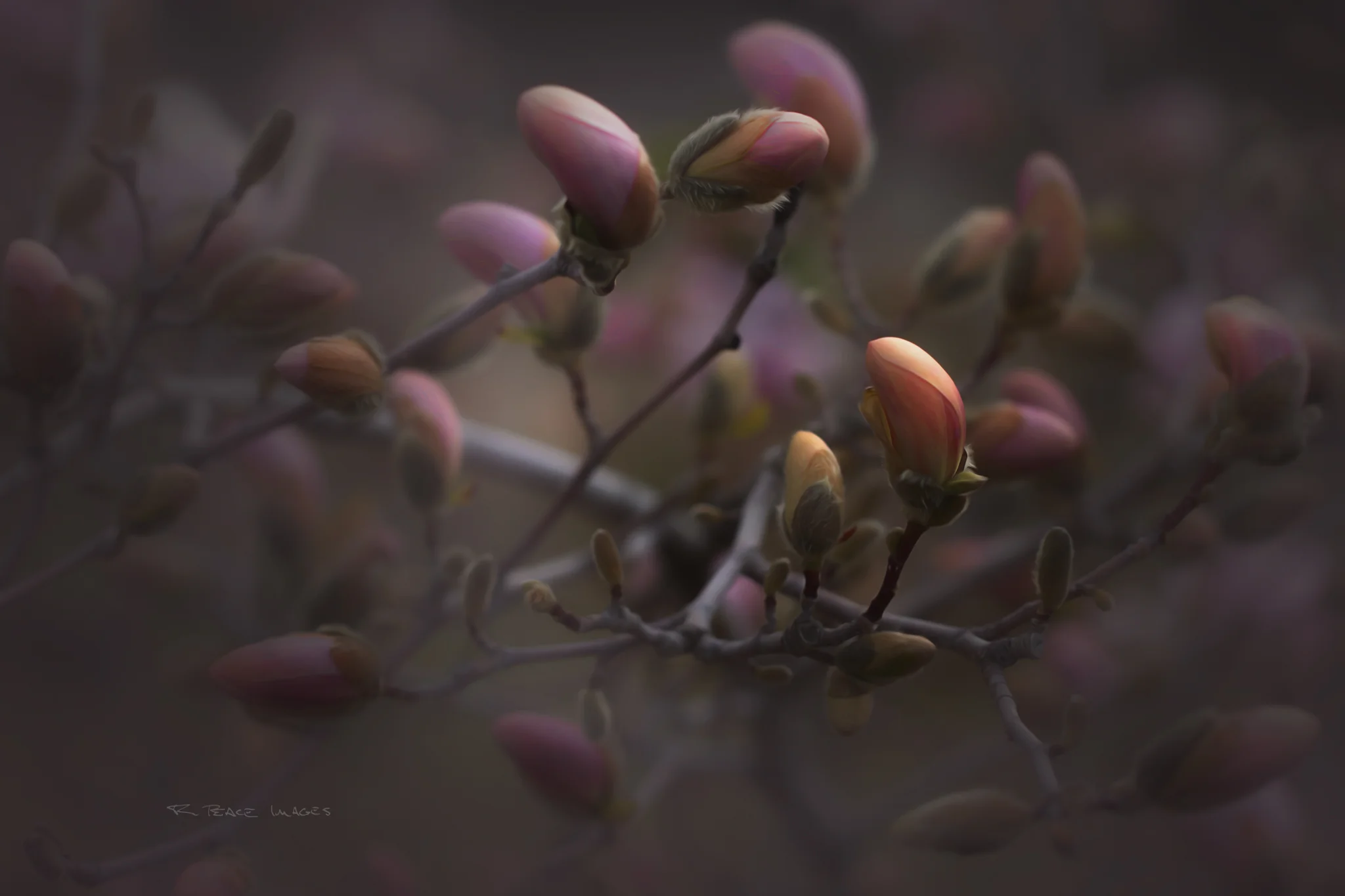 Soft subdued color with a vignette causes one to pause and wonder at natures pallet