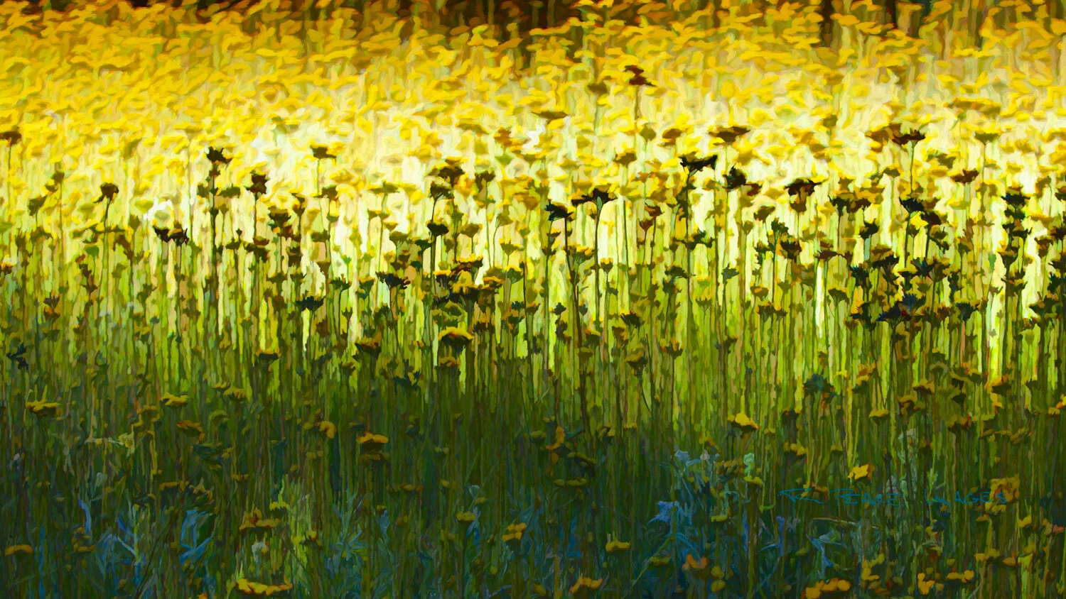 8452Hawkweed.jpg